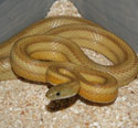 Caramel Stripe Corn Snake Adult