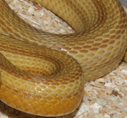 Caramel Stripe Corn Snake Scale Close-Up