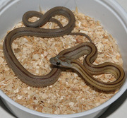 Caramel Stripe Corn Snake