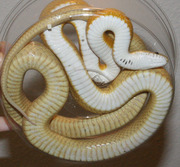 Caramel Stripe Corn Snake