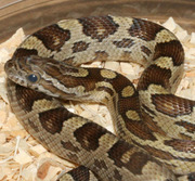 Female Ault Caramel Corn Snake Corn Snake