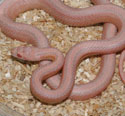 Champagne Snow Stripe Corn Snake