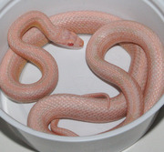 Champagne Stripe Corn Snake