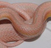 Champagne Stripe Corn Snake Scale Close-Up