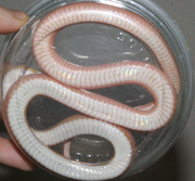 Champagne Stripe Corn Snake