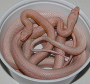 Champagne Stripe Corn Snake Scales