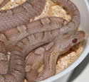 Ghost Bloodred Corn Snake