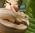 Ghost Stripe Corn Snake