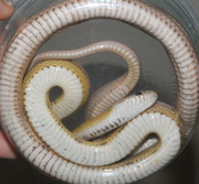 Ghost Stripe Corn Snake Ventral Photo