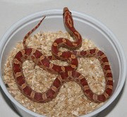 Hypomelanistic Corn Snake