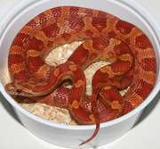 Hypomelanistic Corn Snakes