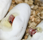 Hypomelanistic (Hypo A) Corn Snake Pippies