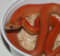 Hypo Stripe Corn Snake