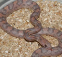 Lavender Corn Snake