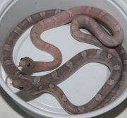 Male and Female Lavender Bloodred Corn Snakes