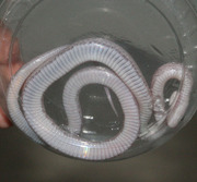 Lavender Bloodred Corn Snake Ventral Photo