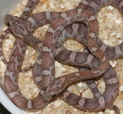 Lavender Corn Snakes from Two Different Lines