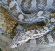 Adult Female Lavender Corn Snake Hatchling