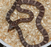 Female Lavender Corn Snake Hatchling