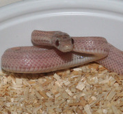 Lavender Motley Corn Snake