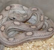 Female Adult Lavender Motley Corn Snake