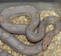 Lavender Motley Corn Snake