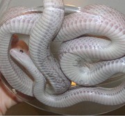 Lavender Motley Corn Snake Ventral Photo