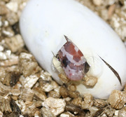 Lavender Corn Snake Pippy 