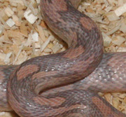 Lavender Corn Snake Scale Close-Up