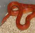 Motley Corn Snake