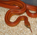 Normal Stripe Corn Snake