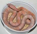 Opal Corn Snake