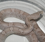 Female Phantom Yearling Corn Snake