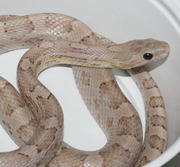 Male Phantom Yearling Corn Snake