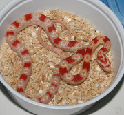 Reverse Okeetee Corn Snake