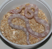 Female Snow Corn Snake Hatchling