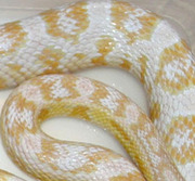 Adult Snow Corn Snake Scale Close-Up