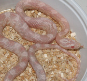 Female Yearling Snow Corn Snake