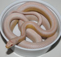 Snow Stripe Corn Snake