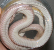 Snow Stripe Corn Snake Ventral Photo