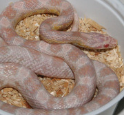 Male Yearling Snow Corn Snake