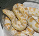 Snow Corn Snake