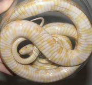 Snow Corn Snake Ventral Photo