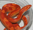 Sunglow Motley Corn Snake