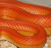 Sunglow Stripe Corn Snake Scale Close-Up