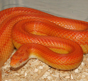 Adult Female Sunglow Stripe Corn Snake