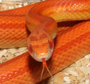 Sunglow Stripe Corn Snake Tongue Shot