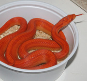Male Sunglow Stripe Corn Snake
