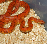 Yearling Male Sunkissed Corn Snake