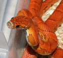 Sunkissed Corn Snake